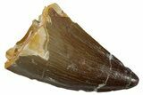 Fossil Mosasaur (Prognathodon) Tooth - Morocco #262825-1